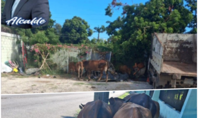 Alcalde Hamilton Nin advierte que aplicará sanciones a propietarios de animales realengos en Villa Central