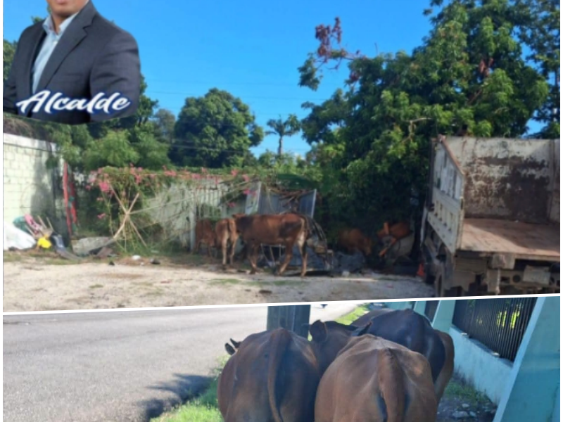 Alcalde Hamilton Nin advierte que aplicará sanciones a propietarios de animales realengos en Villa Central