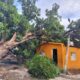 Daños ocasionados por las lluvias y caída de árboles en comunidades de Barahona.
